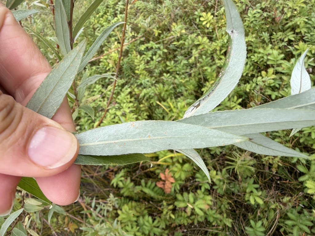Salix alba; photograph (c) Katrin Simon, some rights reserved (CC BY)