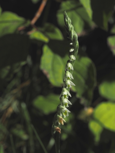 Autumn Ladies' Tresses
