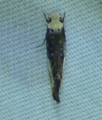 Monopis longella