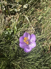 Crocus nudiflorus, photograph (c) Sara Donnelly, some rights reserved (CC BY)