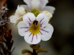 Euphrasia monroi