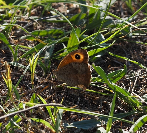 Meadow Brown