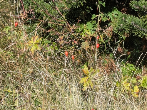 Alpine Rose