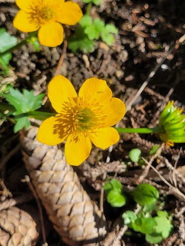 marsh marigold