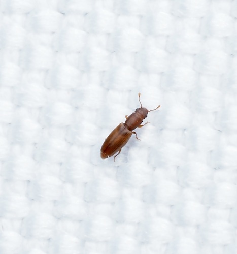 Hesperobaenus abbreviatus observed 2026-09-09