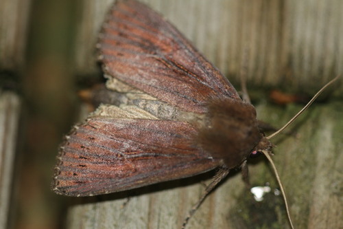 Bulrush Wainscot