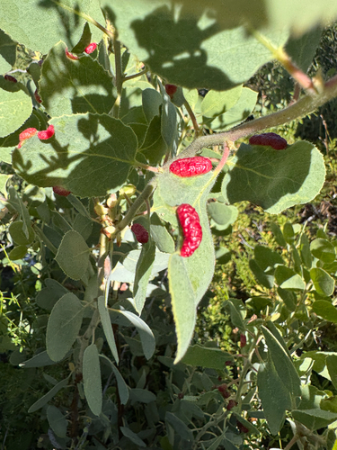 iNaturalist observation photo of Manzanita Leafgall Aphid