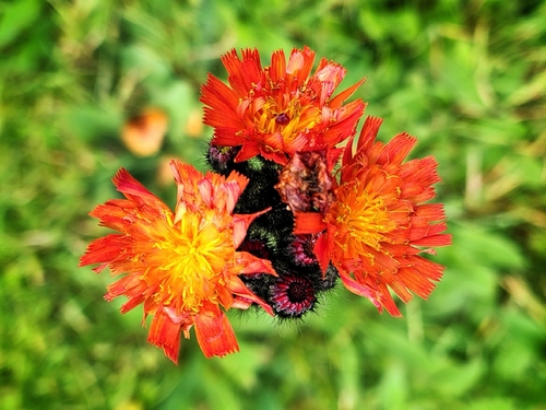 orange hawkweed