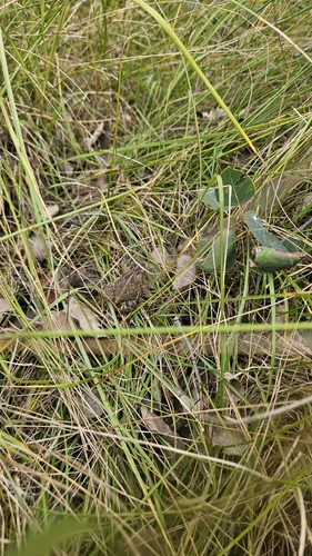 Canadian Toad