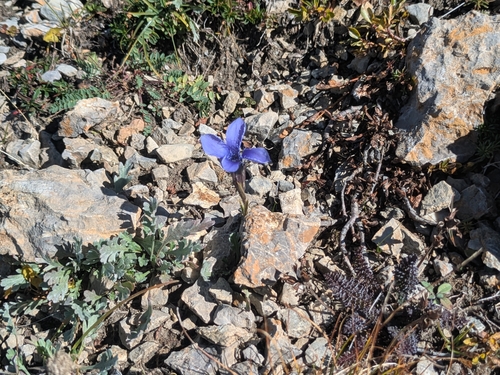 Fringe-flowered Gentian