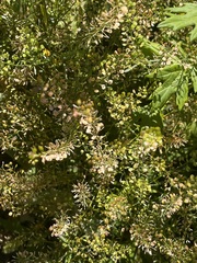 Lepidium virginicum, photograph author not stated, no rights reserved