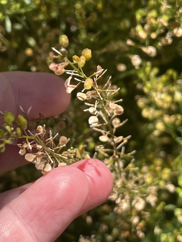 Lepidium virginicum, photograph 2