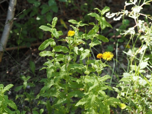 Common Fleabane