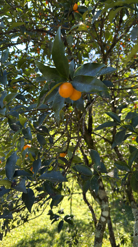 Kumquat
