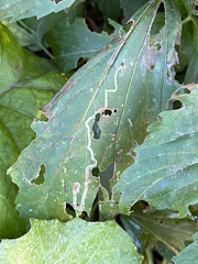 Larva-minadora (Liriomyza trifolii)