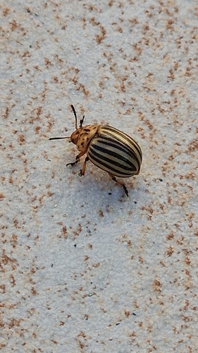 Colorado Potato Beetle