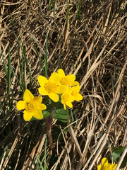 Caltha palustris palustris