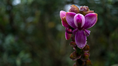 Epidendrum erikae