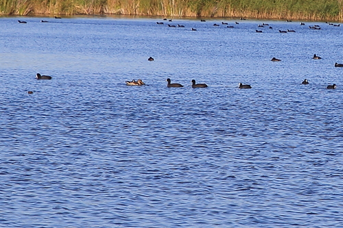 Eurasian Coot