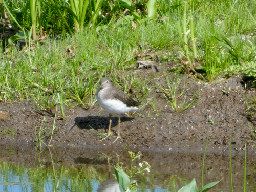 Green Sandpiper