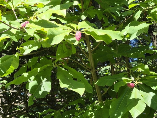 umbrella magnolia