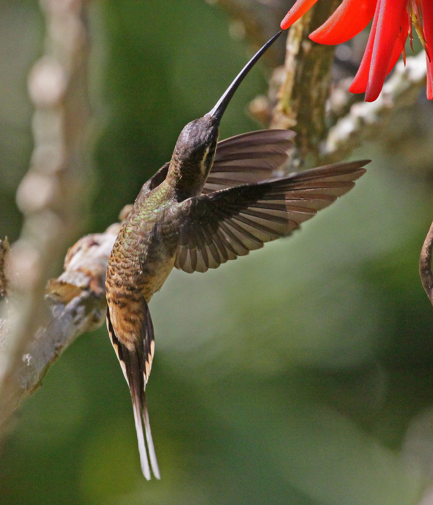 Long-Tailed Hermit