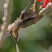 Long-tailed Hermit - Photo (c) Jerry Oldenettel, some rights reserved (CC BY-NC-SA)