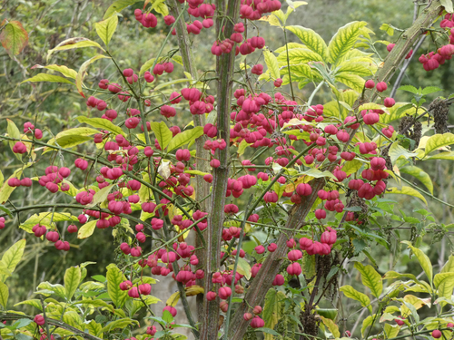 Spindle