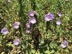 Phacelia grandiflora