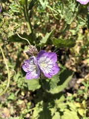 Phacelia grandiflora