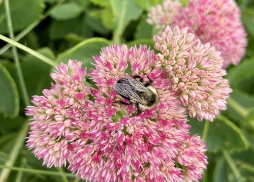Common Eastern Bumble Bee