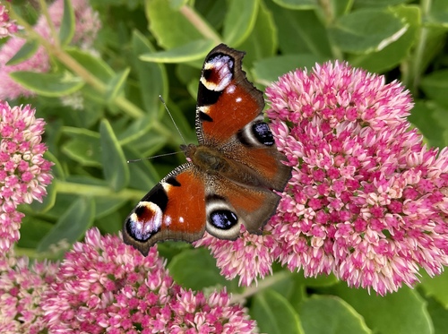 European Peacock Butterfly