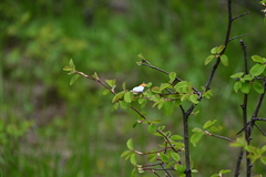 Anthocharis julia sulfuris