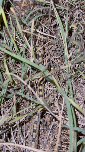 Ladder Snake