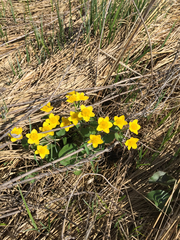 Caltha palustris palustris