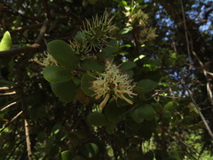 Notanthera heterophyllus