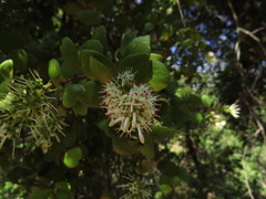 Notanthera heterophyllus