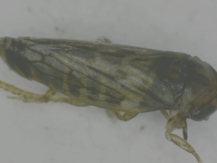 Cicadellidae