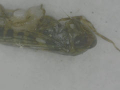 Cicadellidae