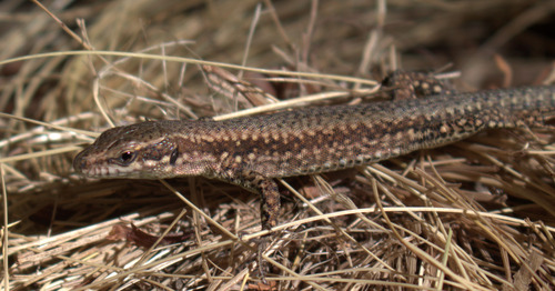 Common Wall Lizard