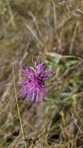 Flodman's thistle