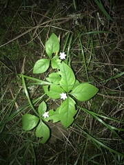 Lysimachia latifolia