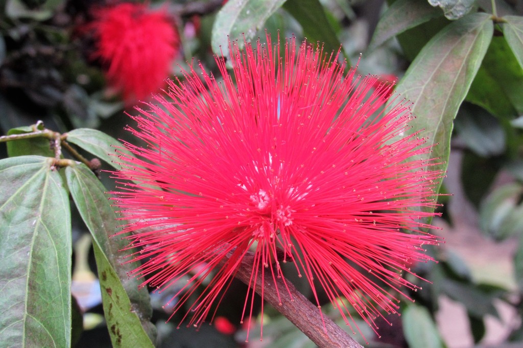 Powder puff tree