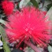Calliandra trinervia - Photo (c) Juan Carlos Caicedo Hernández, some rights reserved (CC BY), uploaded by Juan Carlos Caicedo Hernández