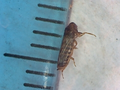 Cicadellidae