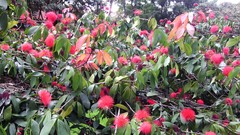 Calliandra trinervia