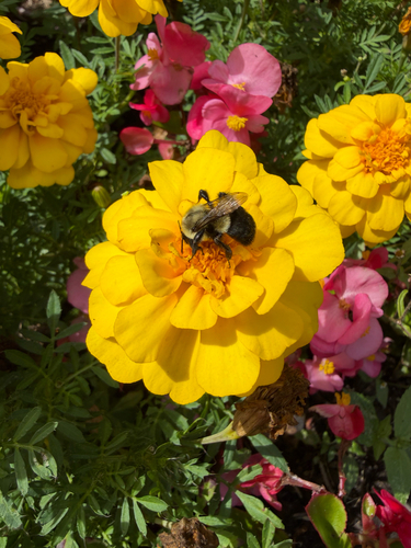 Common Eastern Bumble Bee