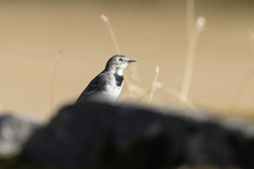 White Wagtail