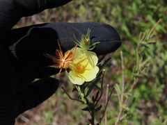 Hibiscus coulteri