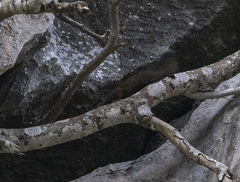 Callosciurus erythraeus